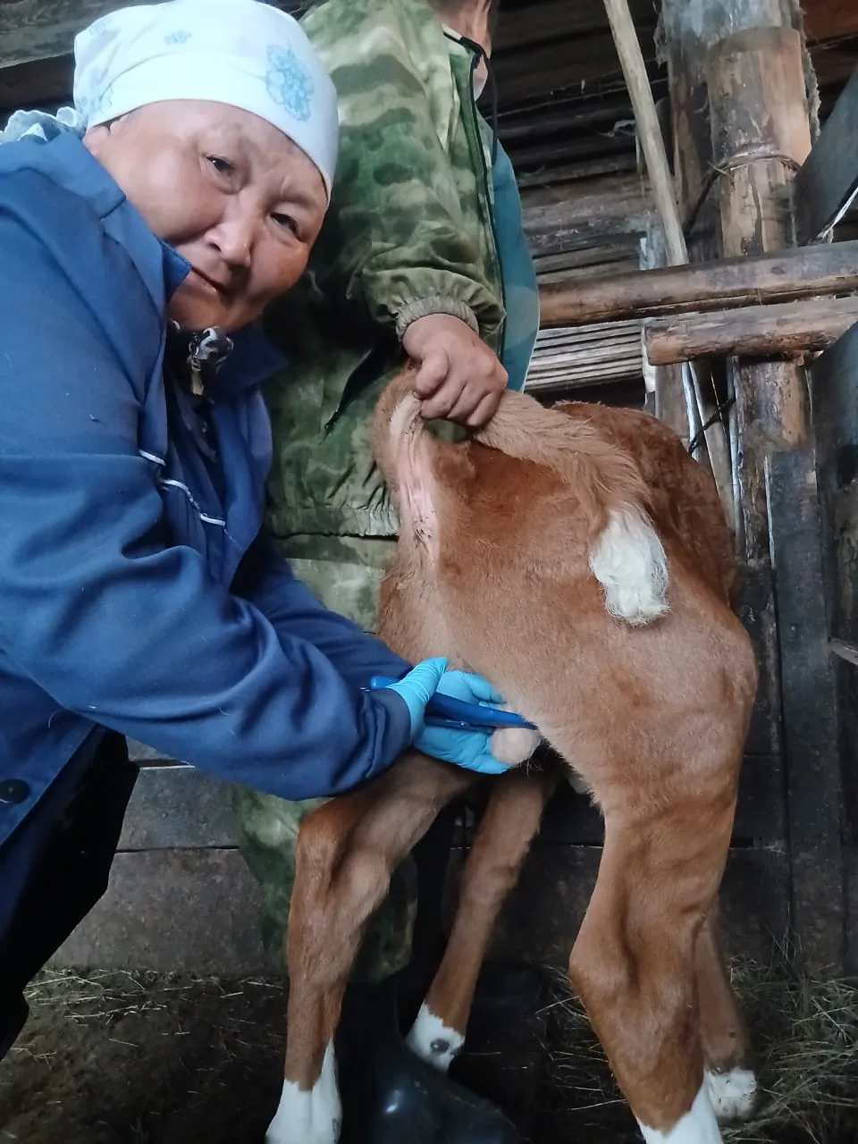 Бескровная кастрация бычка 🐂
Бескровная кастрация означает закрытый способ удаления функции семенни