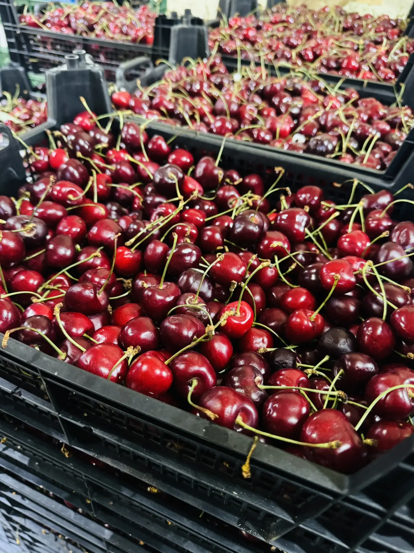 Черешня  🍒 Узбекистан