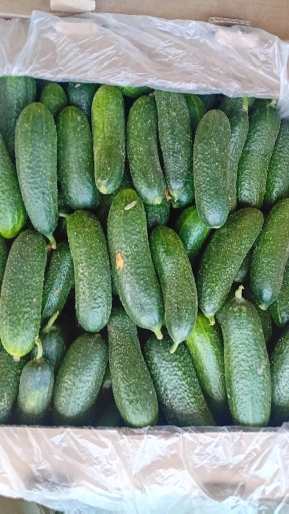 ТОВАР ДНЯ🥒🥒🥒

ОГУРЦЫ 10кг - всего 850руб
Количество ограничено, успевайте заказать😊

(ДОСТАВКА Е