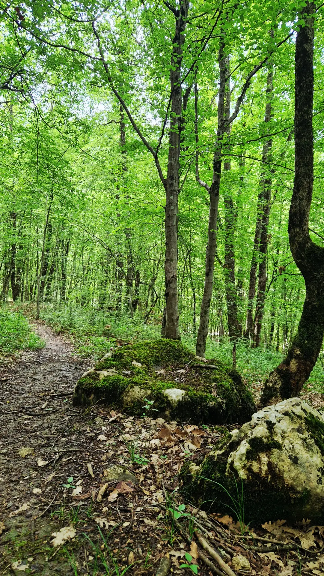 🌿 Юсуповская тропа в Соколином — 

один из самых атмосферных маршрутов Крыма, где природа переплета