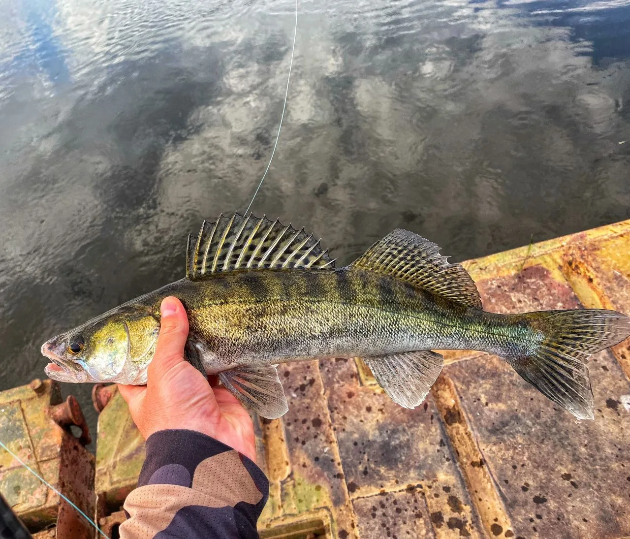 Друзья, всем привет! 🌞 Сегодня — выходной, а значит я на рыбалке 🎣. Ловили в пределах населенного 