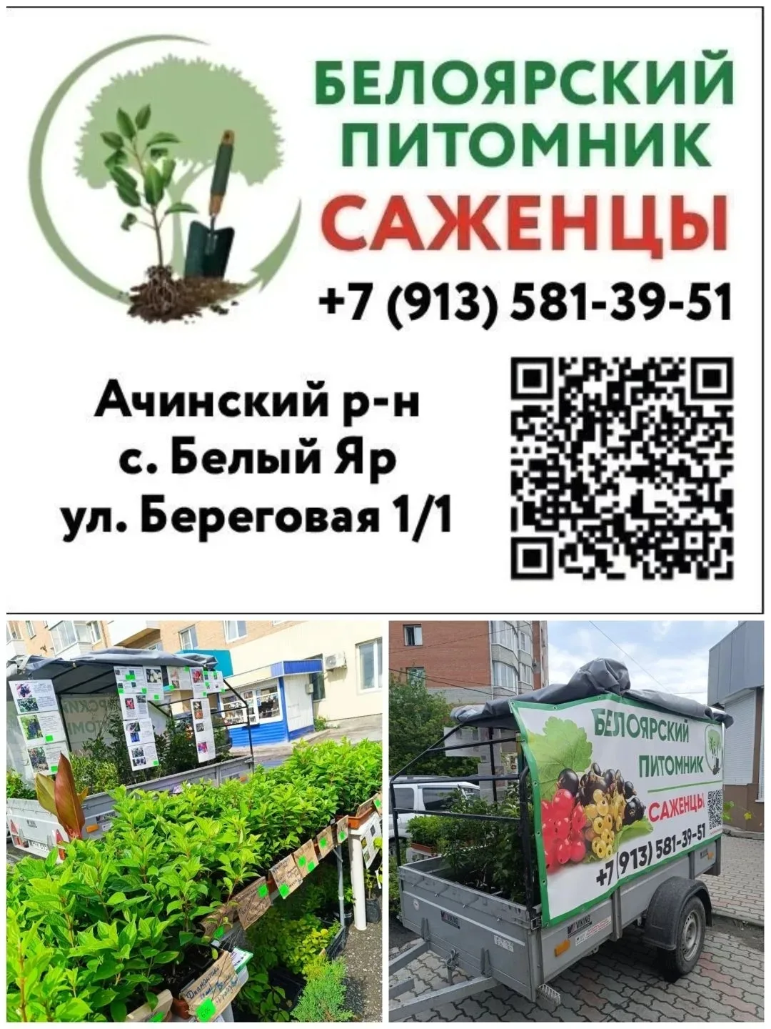 🌿 САЖЕНЦЫ ЖИМОЛОСТИ
 
🟣🌿Бакчарский великан – ягода очень крупная, вес 1,8-2,6 г, десертного кисло