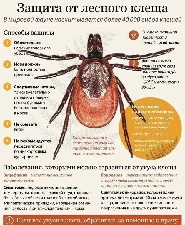 Клещи до сих пор опасны в регионе!