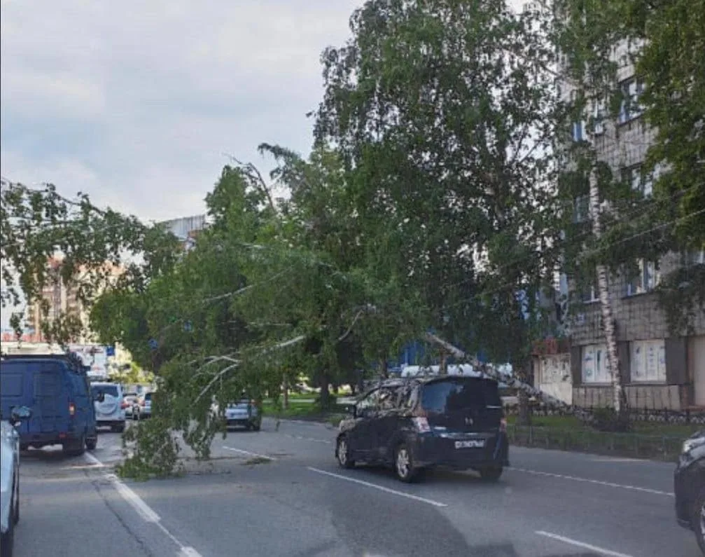 Дерево упало на провода на Танковой - дорога частично перекрыта 🤯 

📸 Анатолий Логинов