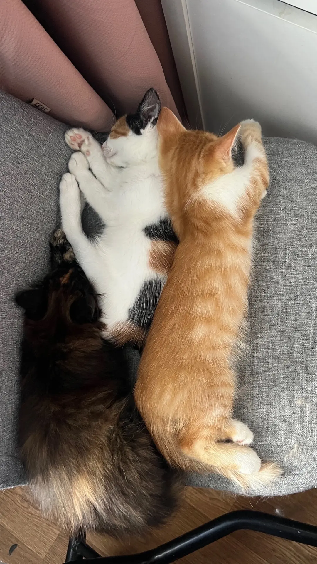Котята ищут дом 🥲

Возраст 2,5 месяца, к лотку приучены, от паразитов обработаны. 
Рыжий мальчик, д