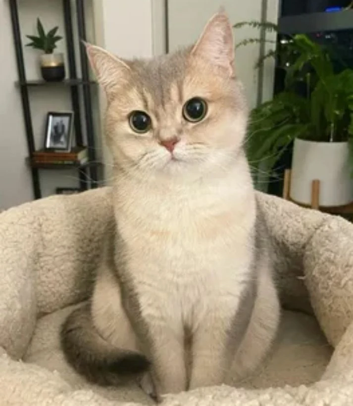 😺 Чем опасен токсоплазмоз от кошки

Главный миф: кошка — главный источник опасности. На самом деле 