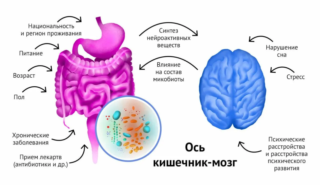 🧠 ОСЬ «КИШЕЧНИК – ГОЛОВНОЙ МОЗГ»

🔸 Микрофлора кишечника регулирует экспрессию гена нейротрофическ