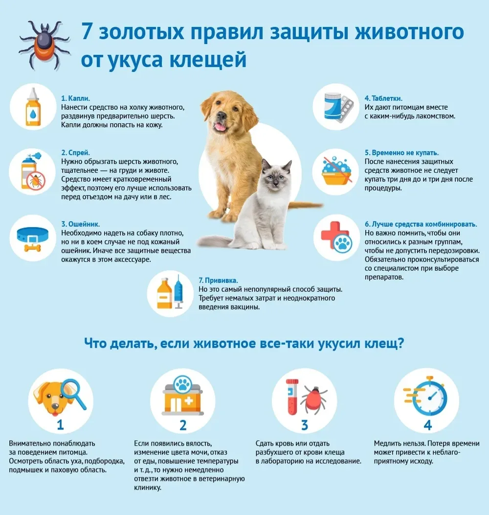 Клещи — переносчики инфекций, которые могут привести к серьёзным осложнениям или даже гибели животно