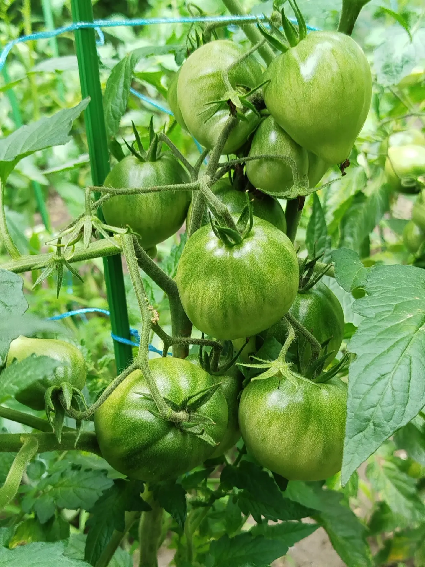Кисть низкорослого томата Гном Алое сердце 🍅🍅🍅

📱 Группа ВКонтакте: https://vk.ru/luganskiy_ogor