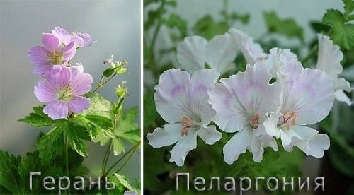 ПЕЛАРГОНИЯ И ГЕРАНЬ 🌸

Часто считают, что герань и пеларгония — одно и то же, но это разные растени