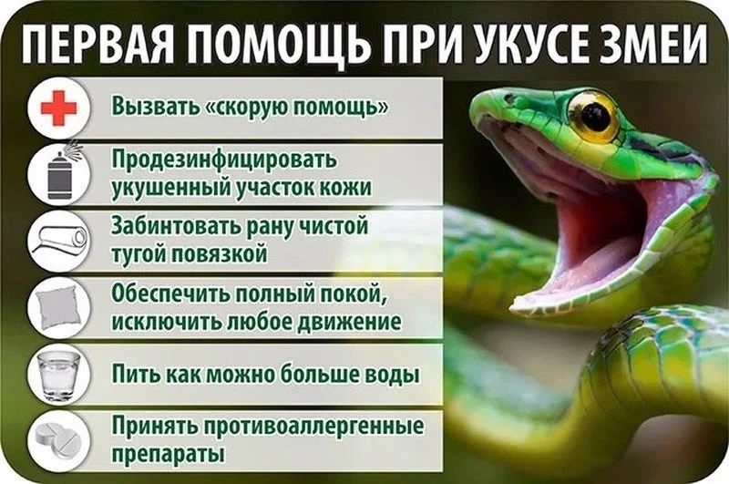 Чтобы чувствовать себя в безопасности при встрече со змеями, важно сочетать меры предосторожности в 