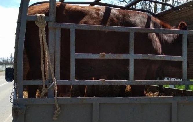 🚔🐂🐏Пост ветеринарного контроля возле Троицкого продолжает свою работу.

За три месяца на посту пр