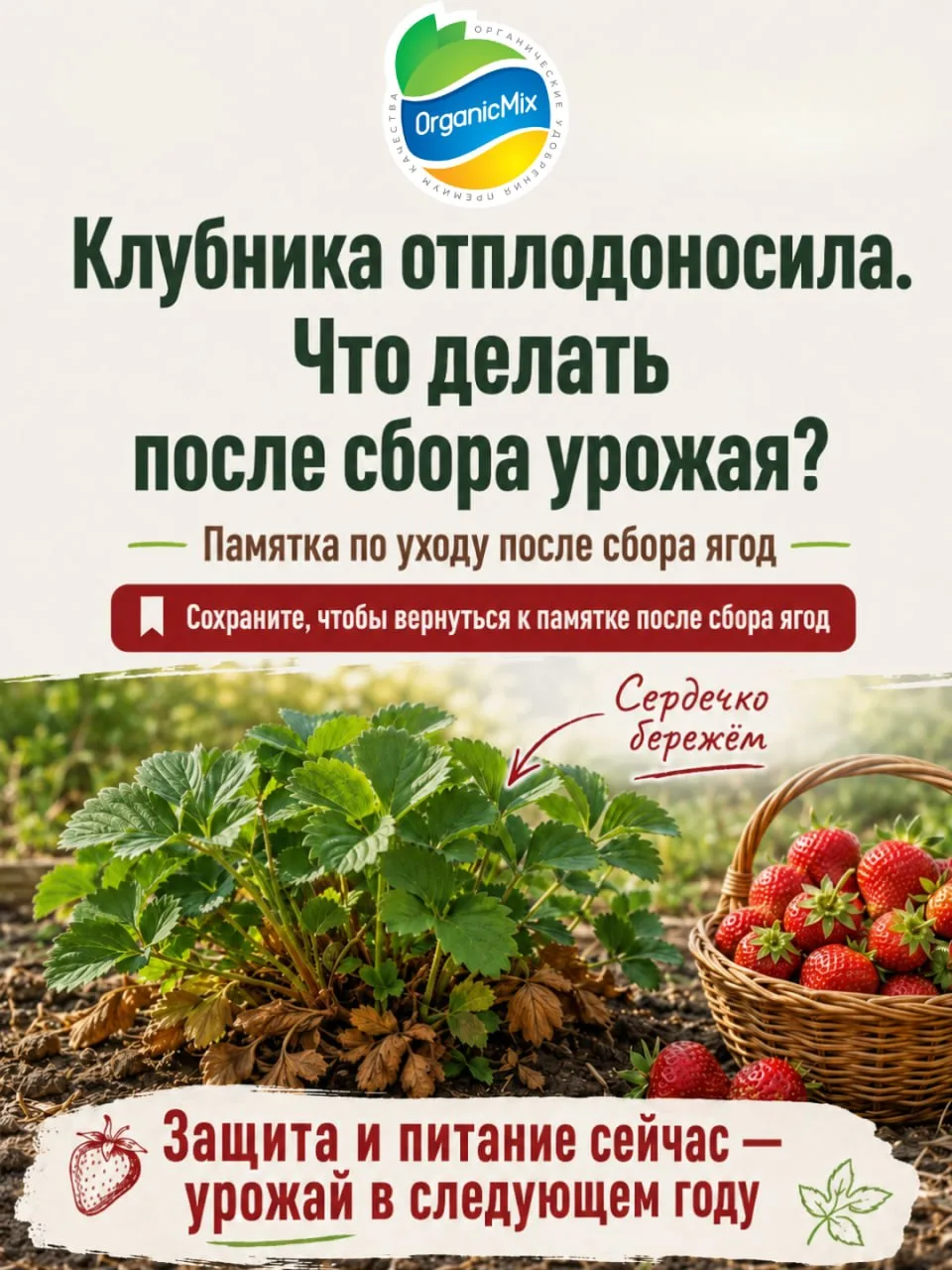 Что делать с клубникой после сбора урожая в июле чтобы был хороший урожай в следующем году 🍓

Когда