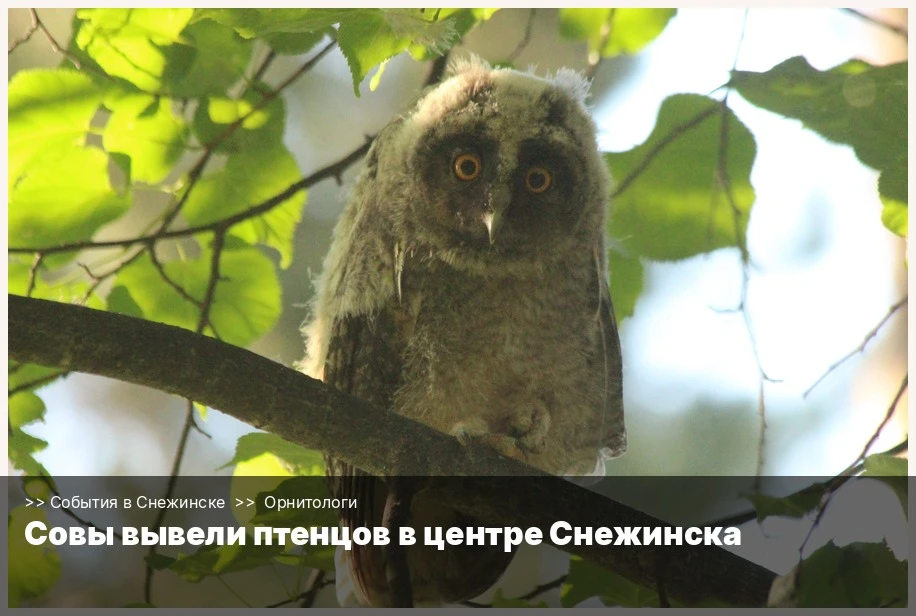 В центре города появились ушастые совы — прямо на верхушке сосны в старом вороньем гнезде. Из него с