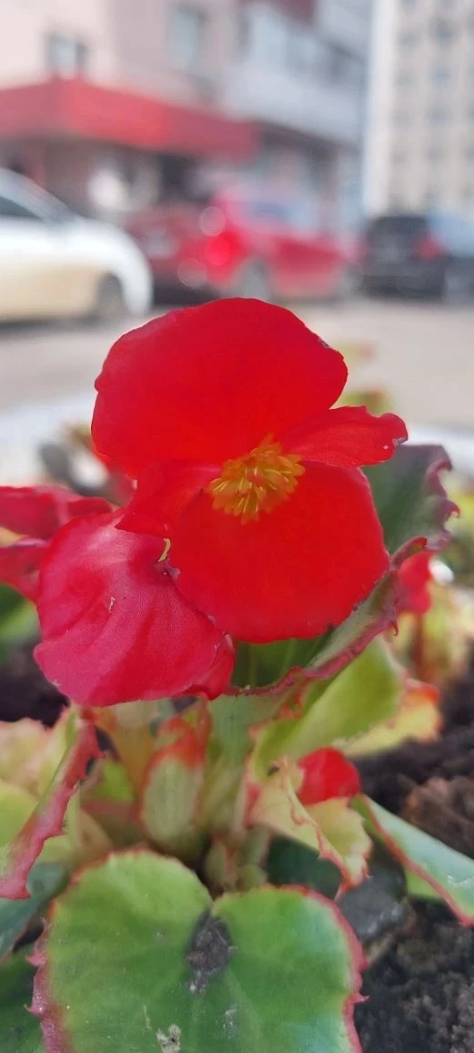 🌿В минувшие выходные наши специалисты осуществили высадку цветов в вазоны, провели кронирование кус