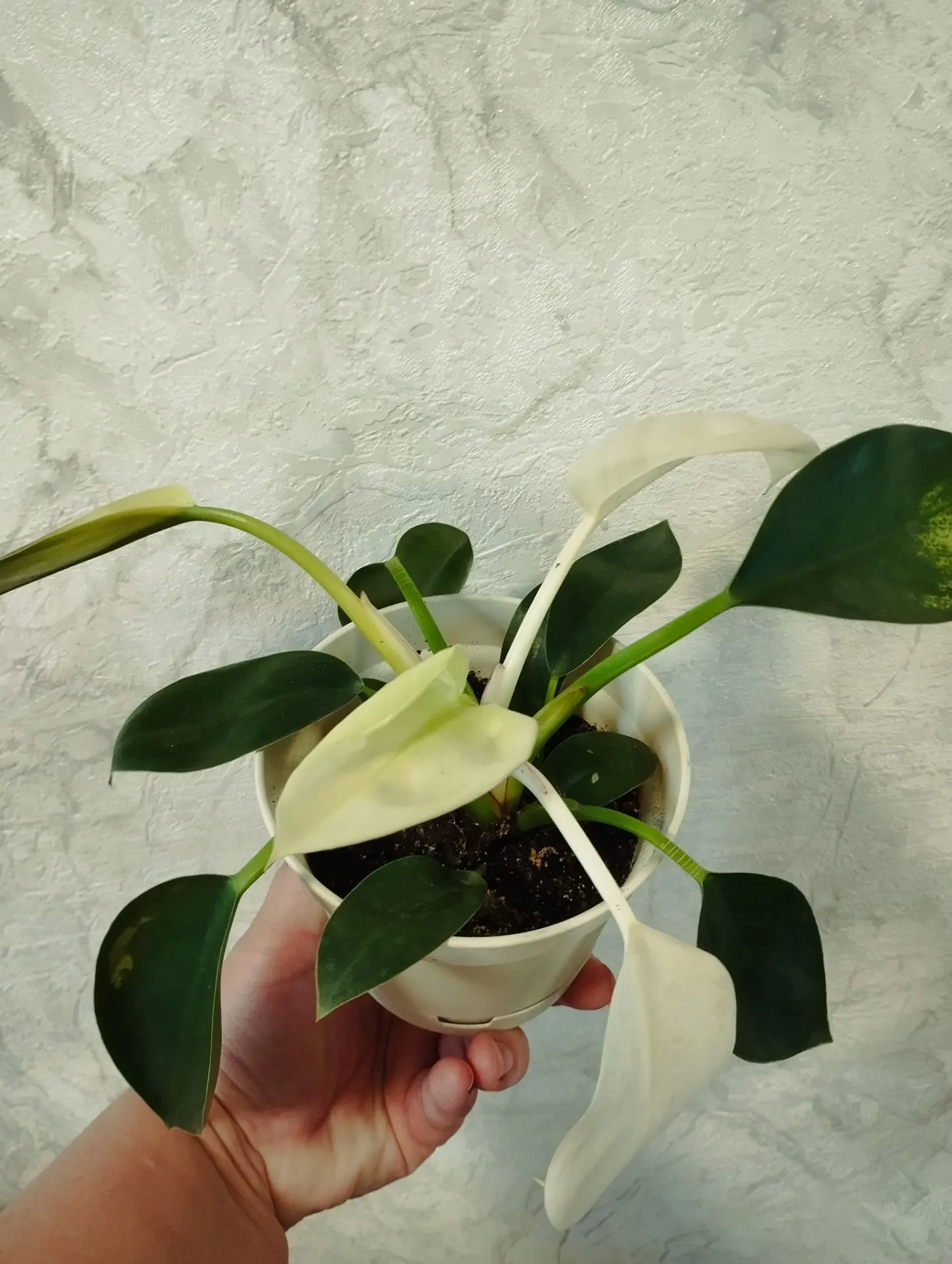 💚 ФИЛОДЕНДРОН 💚 
#продам

💲500