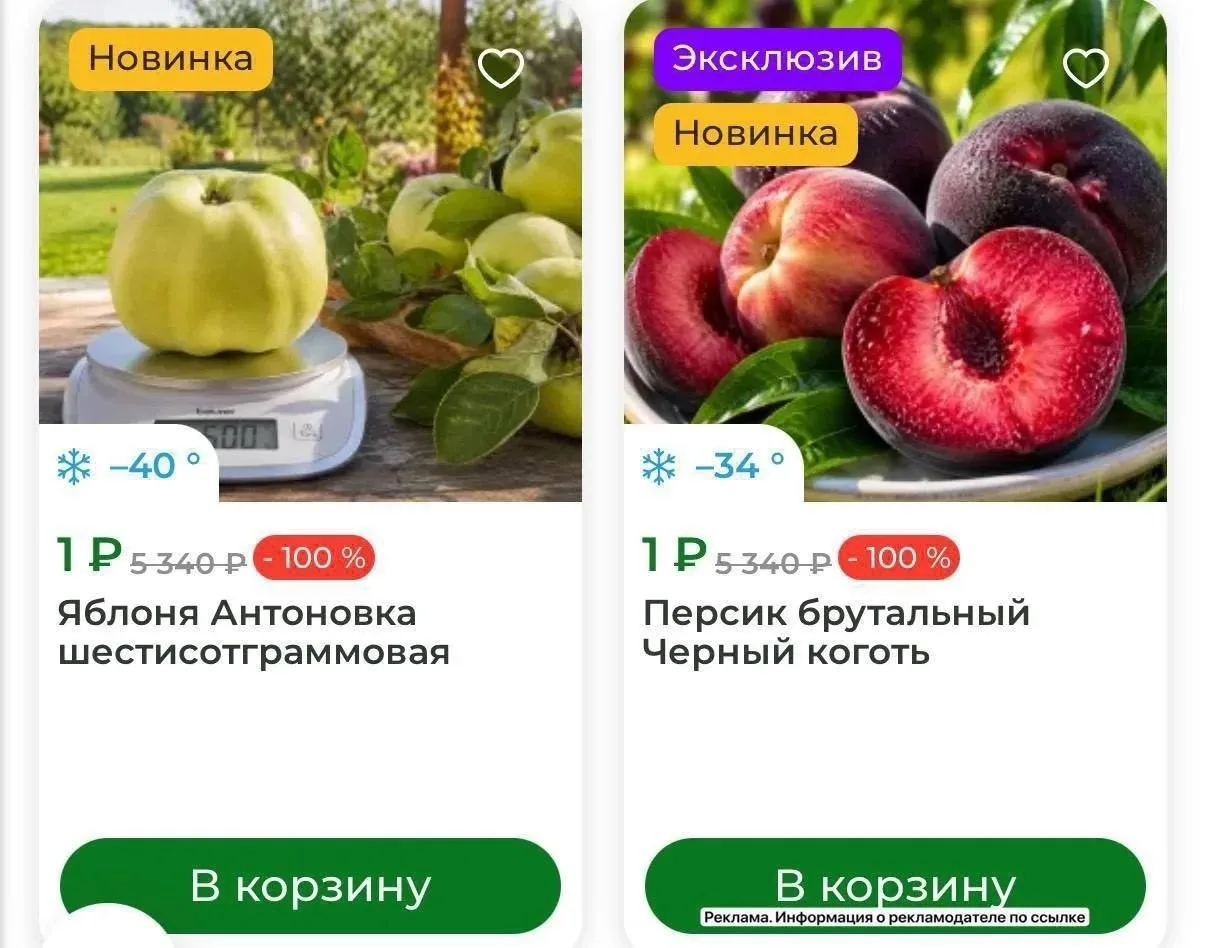 Большой выбор саженцев по рублю 🤩

Весь ассортимент 👉🏻 [контакт скрыт]