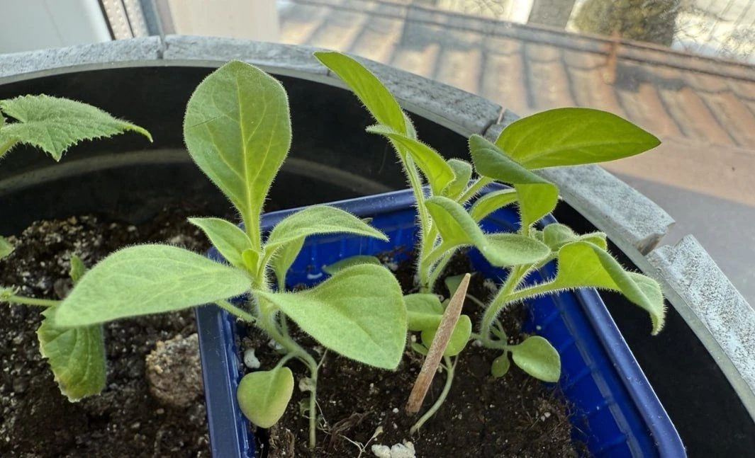 Почему не всходят семена петунии? Секретное улучшение для 100% всхожести 🌱🌸Посеяли петунию, а в от