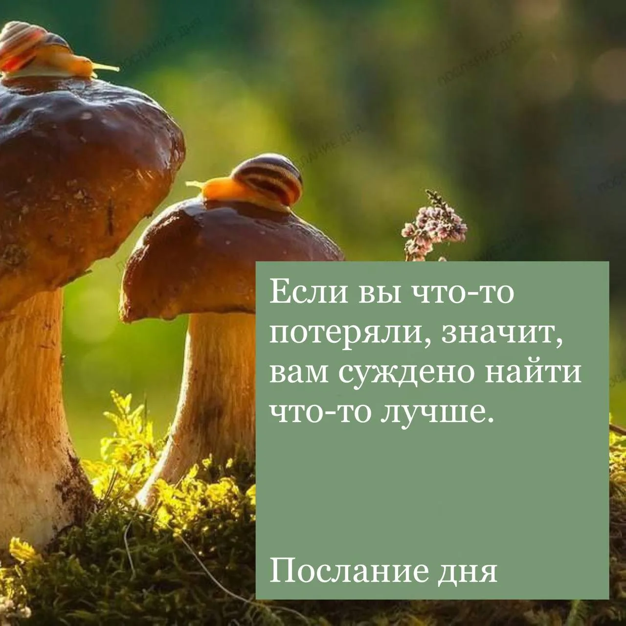 Послание дня