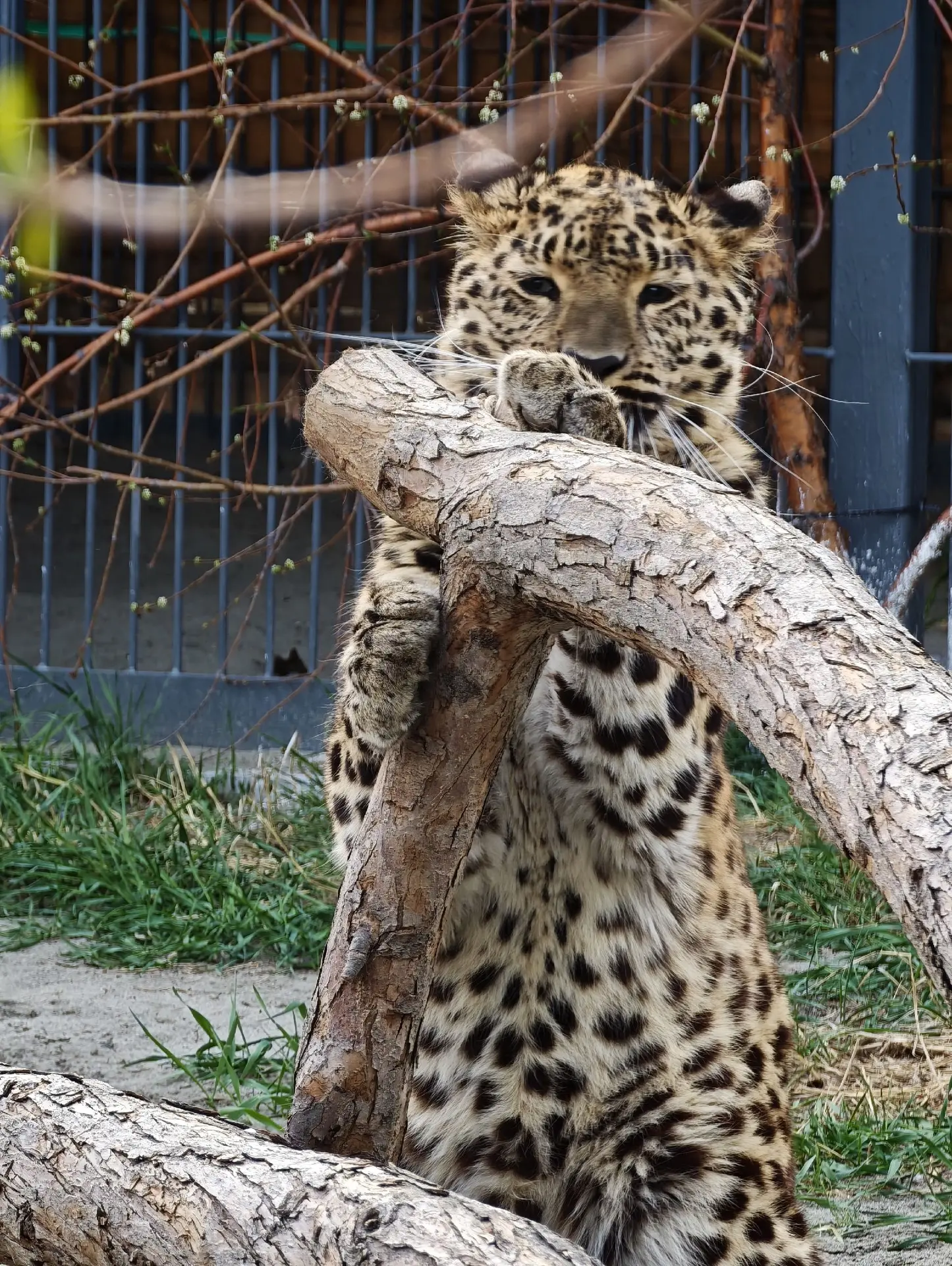 Что за супермодель тут у нас 🐆

Леопарду в Барнаульском зоопарке устроили фотосессию — не можем не 