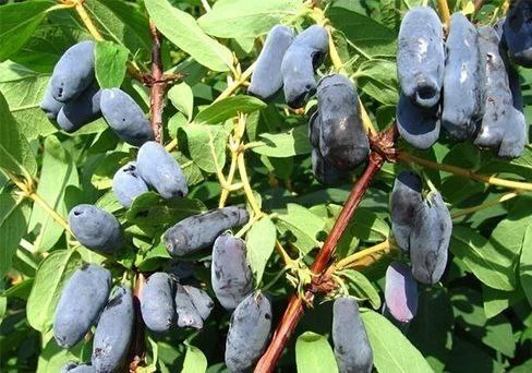 🫐🌿🫐🌿🫐🌿🫐🌿🫐🌿🫐🌿

ОТКРЫВАЕМ СБОР ЗАКАЗОВ на ЖИМОЛОСТЬ. 
Место сбора - Томская область.🔥

🗓