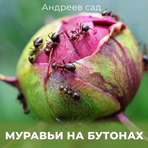 МУРАВЬИ НА БУТОНАХ ПИОНОВ!

Казнить нельзя помиловать! Где будем ставить запятую? 😃

Часто цветовод