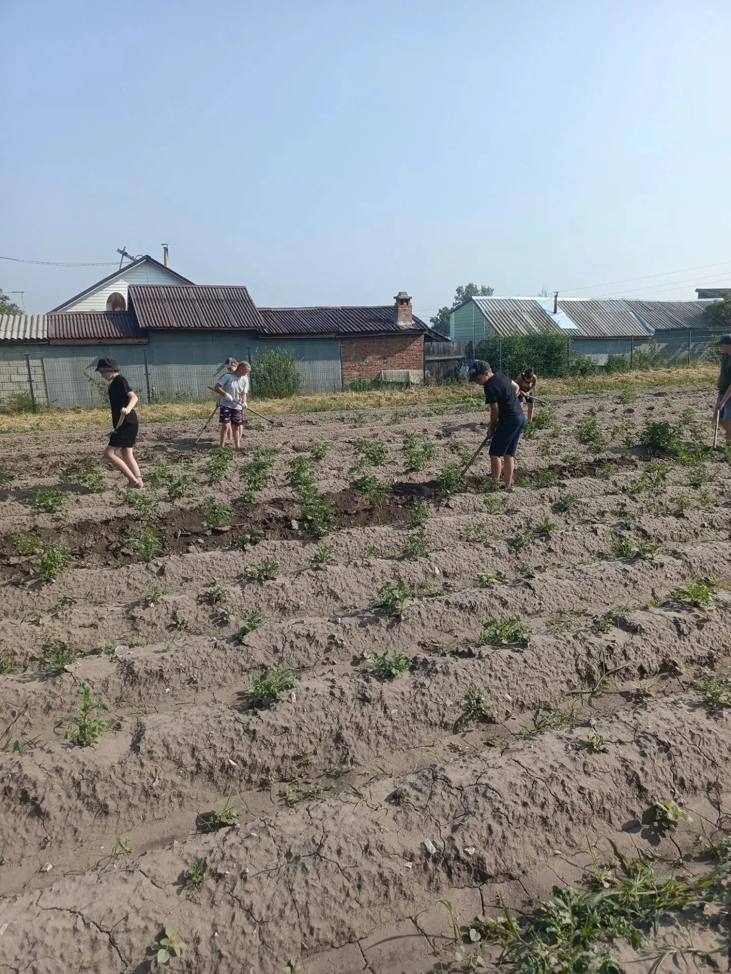 🌿 Фенологическая фаза «Всходы — смыкание ботвы в рядках»: время ответственных решений!
Наш картофел