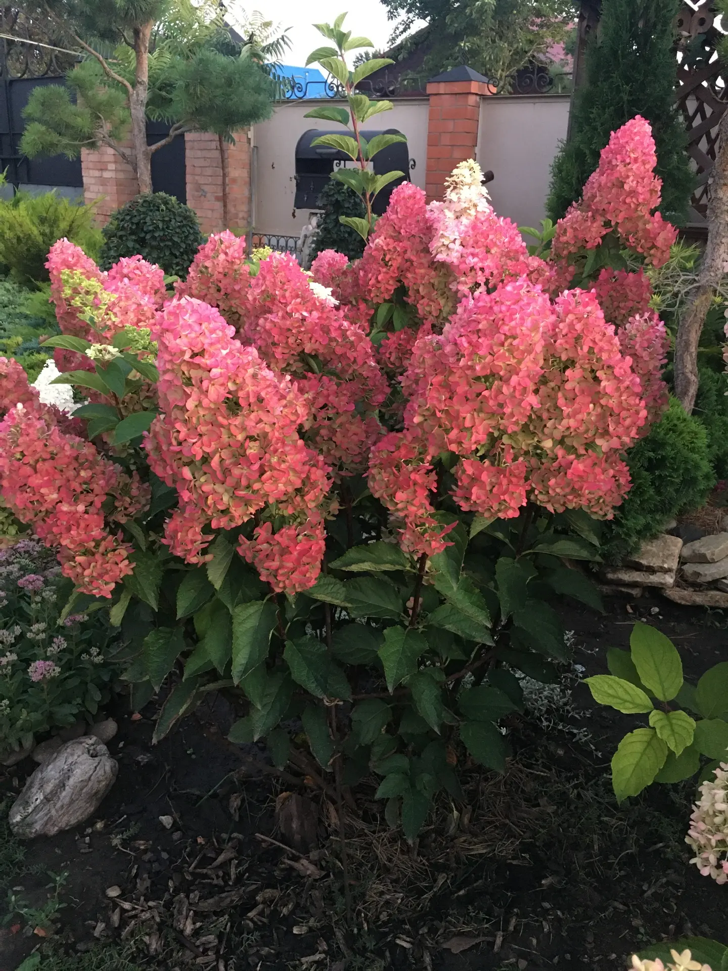 ГОРТЕНЗИЯ МЕТЕЛЬЧАТАЯ
     СТРОУБЕРИ БЛОССОМ
     
     🌸Куст  высотой 120-130см.
Строубери Блоссом