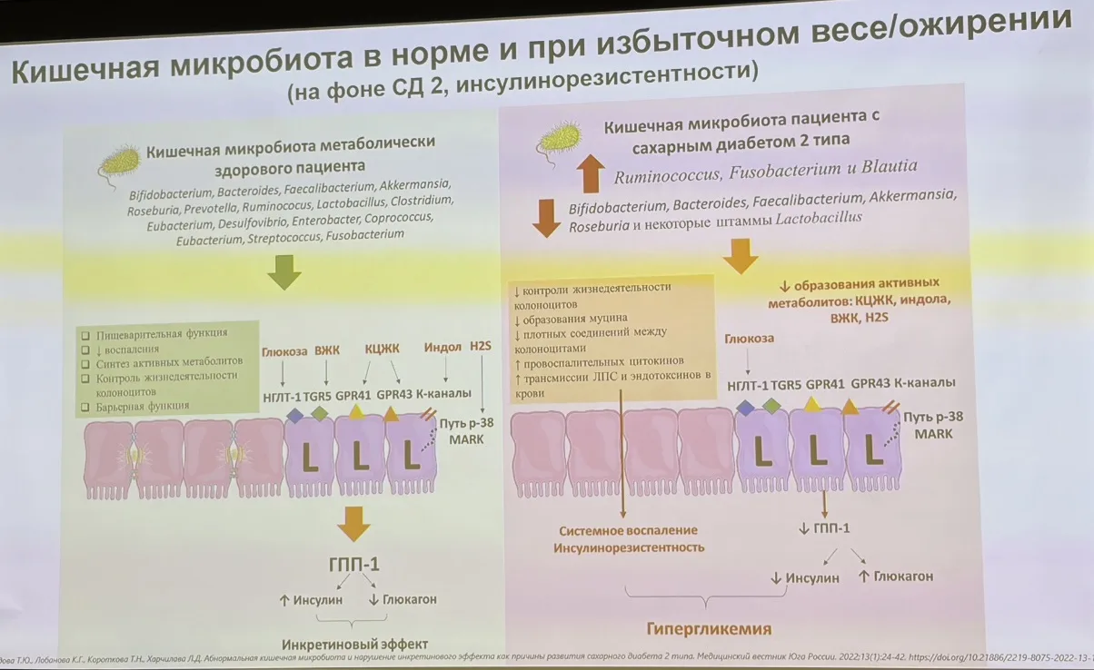 Таким образом, микробиота здоровых и страдающих ожирением значительно различается, и хроническое вос