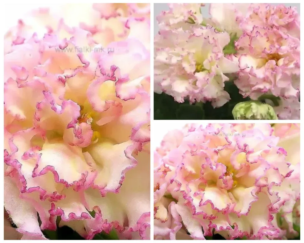 МК-Бумажное Солнце🌹💐🌺🍀💥 очень крупные махровые красивые летние лимонно-желтоватые цветы с розов