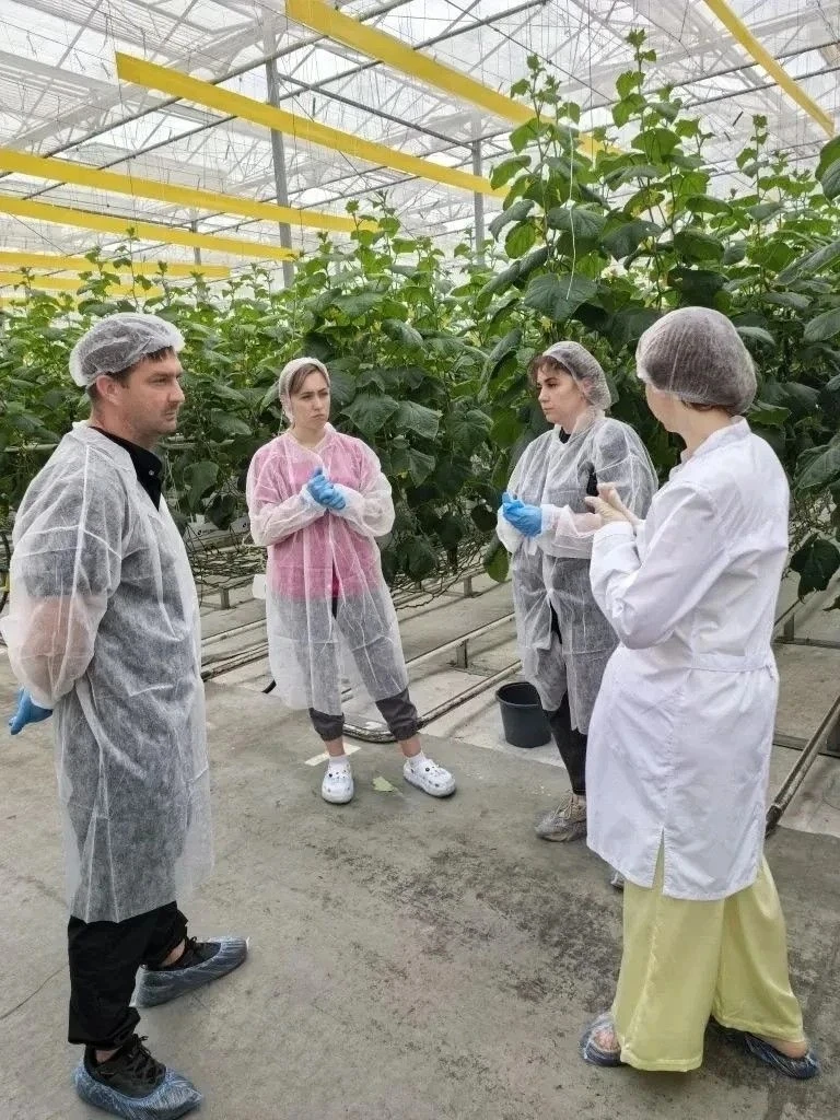 Делегация регионального центра «Сириус 26» побывала с рабочим визитом в тепличном комплексе «Солнечн