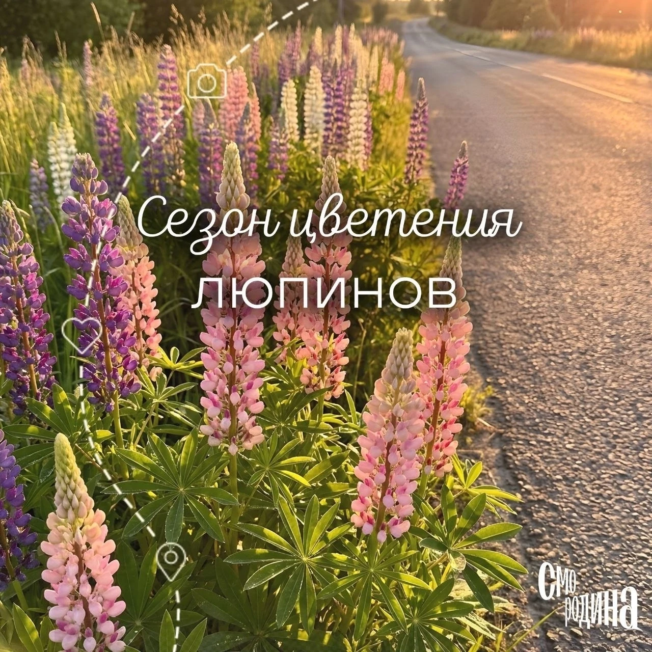 В Костроме начался сезон цветения люпинов 🌸

Сейчас вдоль дорог и на открытых полях распускаются яр