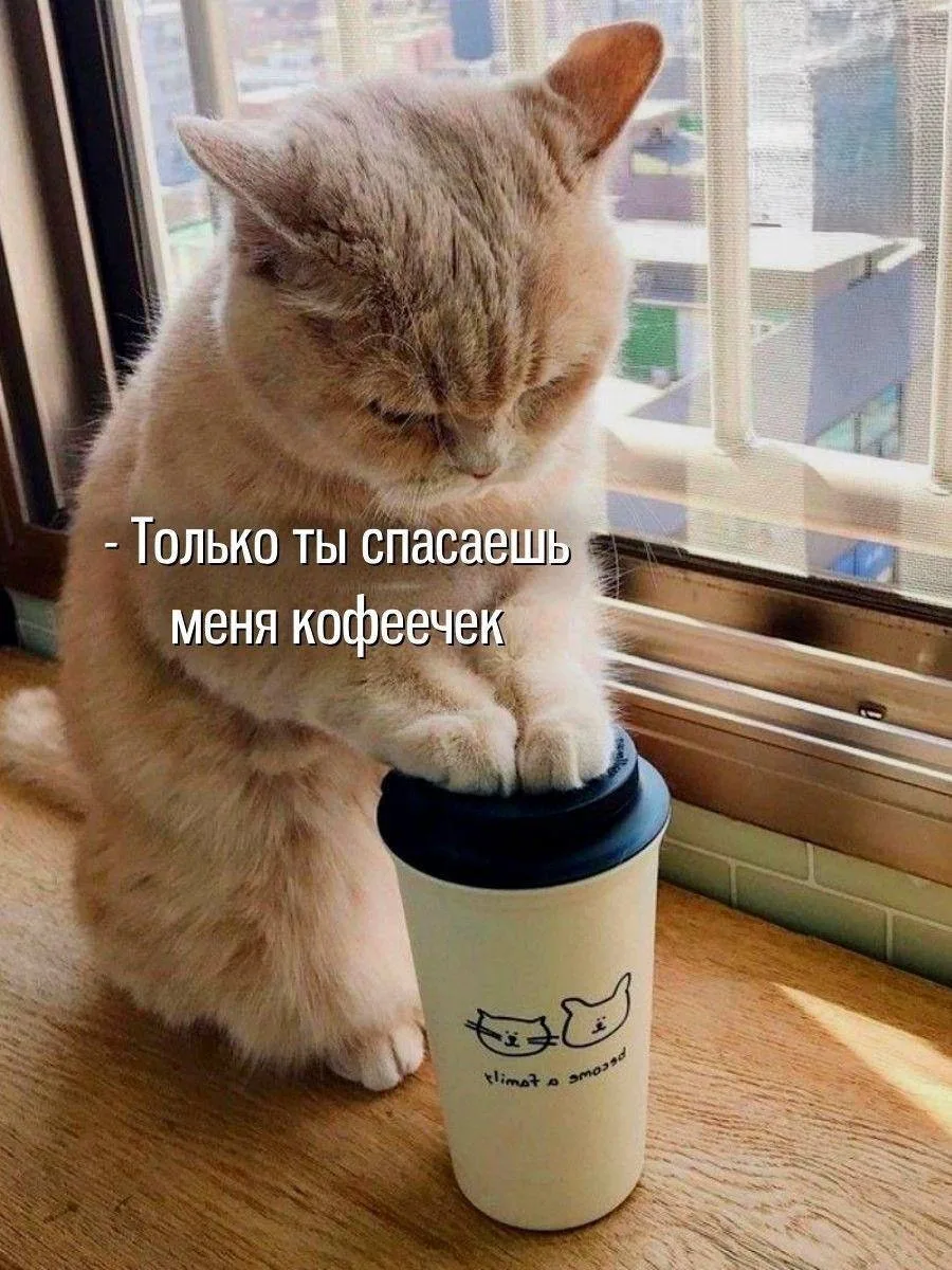 Аналитики: Кофе подорожает до 1000 рублей за чашку через 4–5 лет. 

Виной всему — неурожаи, рост нал