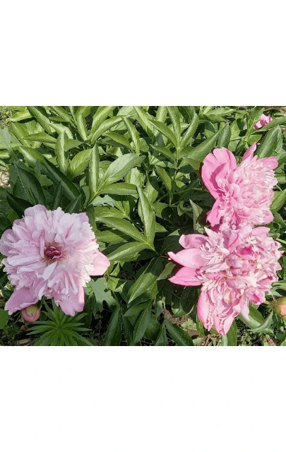 🌺🌺🌺Создаём комфортную и красивую среду для себя.
