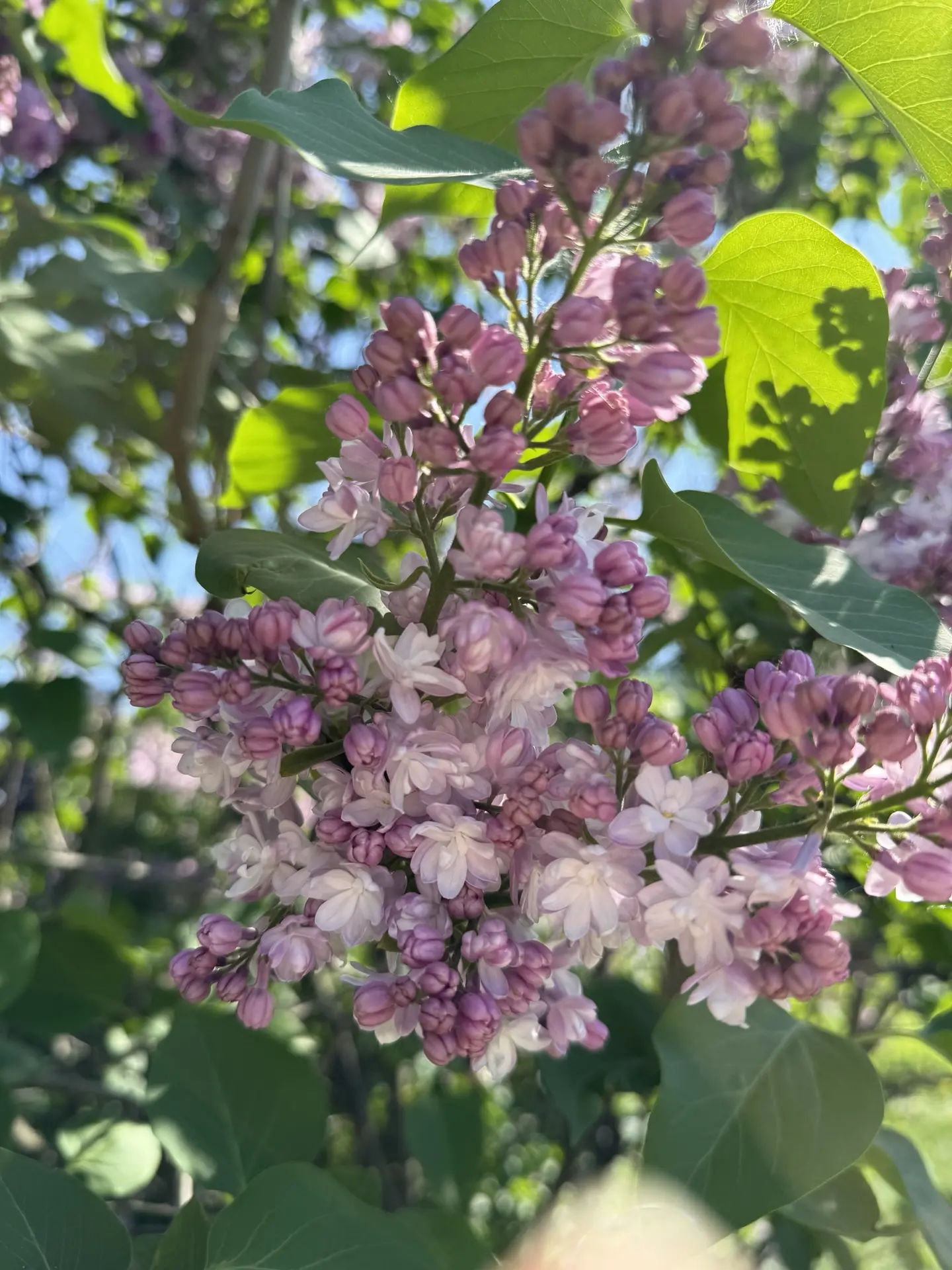 В Москве - сезон сирени 💜
Сиреневый сад в цвету, вдохновилась на новые носочки ☺️