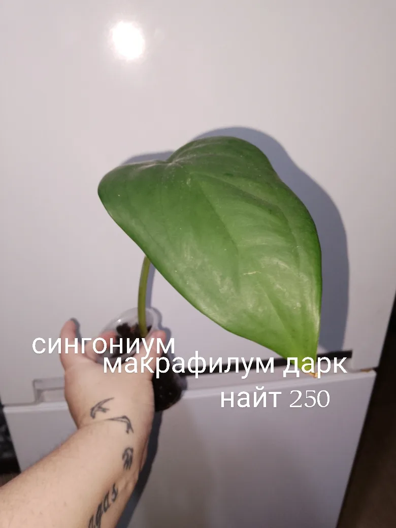 Продам . Саратов. Отправлю. 89649982036