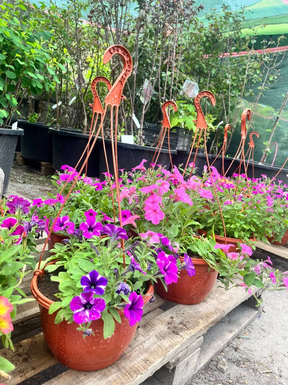 Петуния ампельная в кашпо 🌸

Яркое украшение для двора, террасы, беседки или балкона. Растения уже 