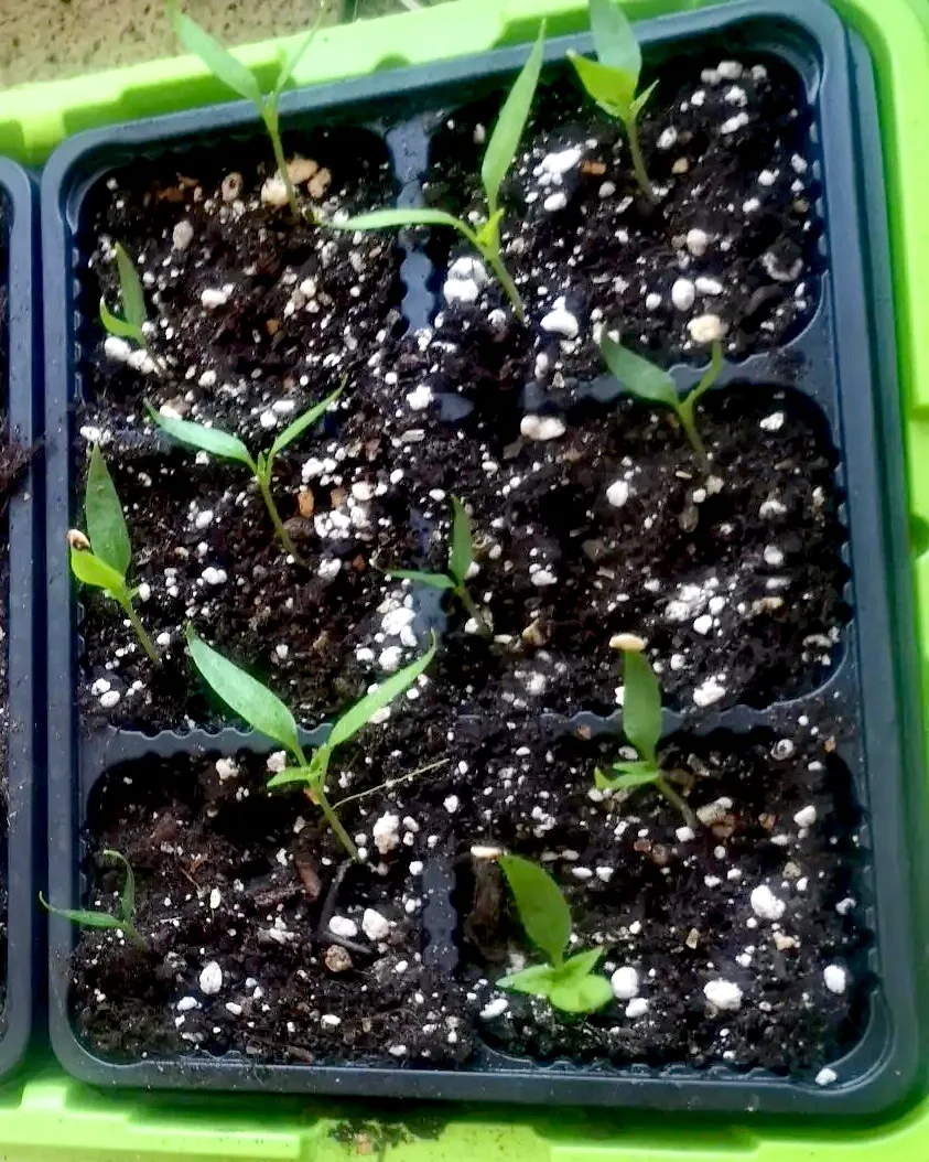 🌱 Опыт или везение?  Почему у одних всё растёт, а у других — не очень

Привет, друзья‑садоводы! 🫂
