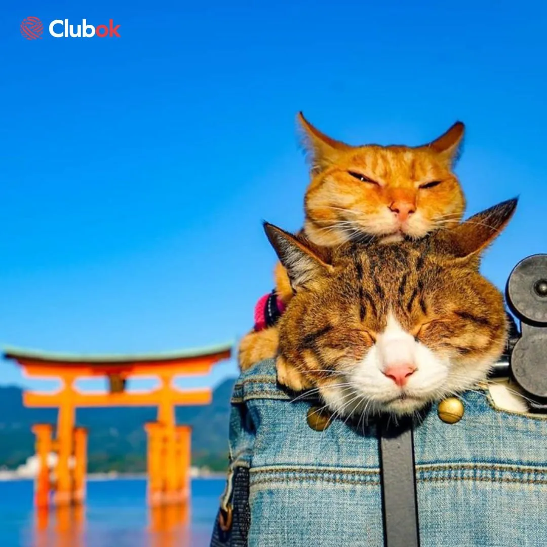 Коты-путешественники, которые объехали всю Японию🐾

Знакомьтесь: Дайкичи и Фуку-чан — два кота, кот