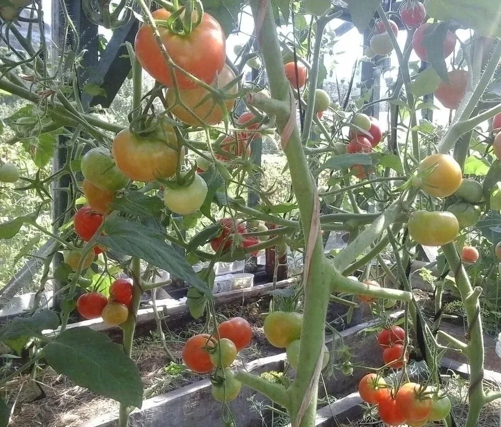 Схема подкормок томатов🍅

👉1. Сначала ФОСФОР в виде монофосфата калия. Подкормку нужно сделать чер