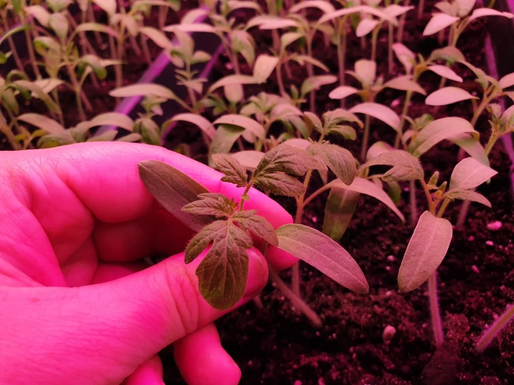Всем привет! 🤗🌸
Рассада растет и довольно таки быстро. Скоро нужно пикировать.
Перцы уже пересадил