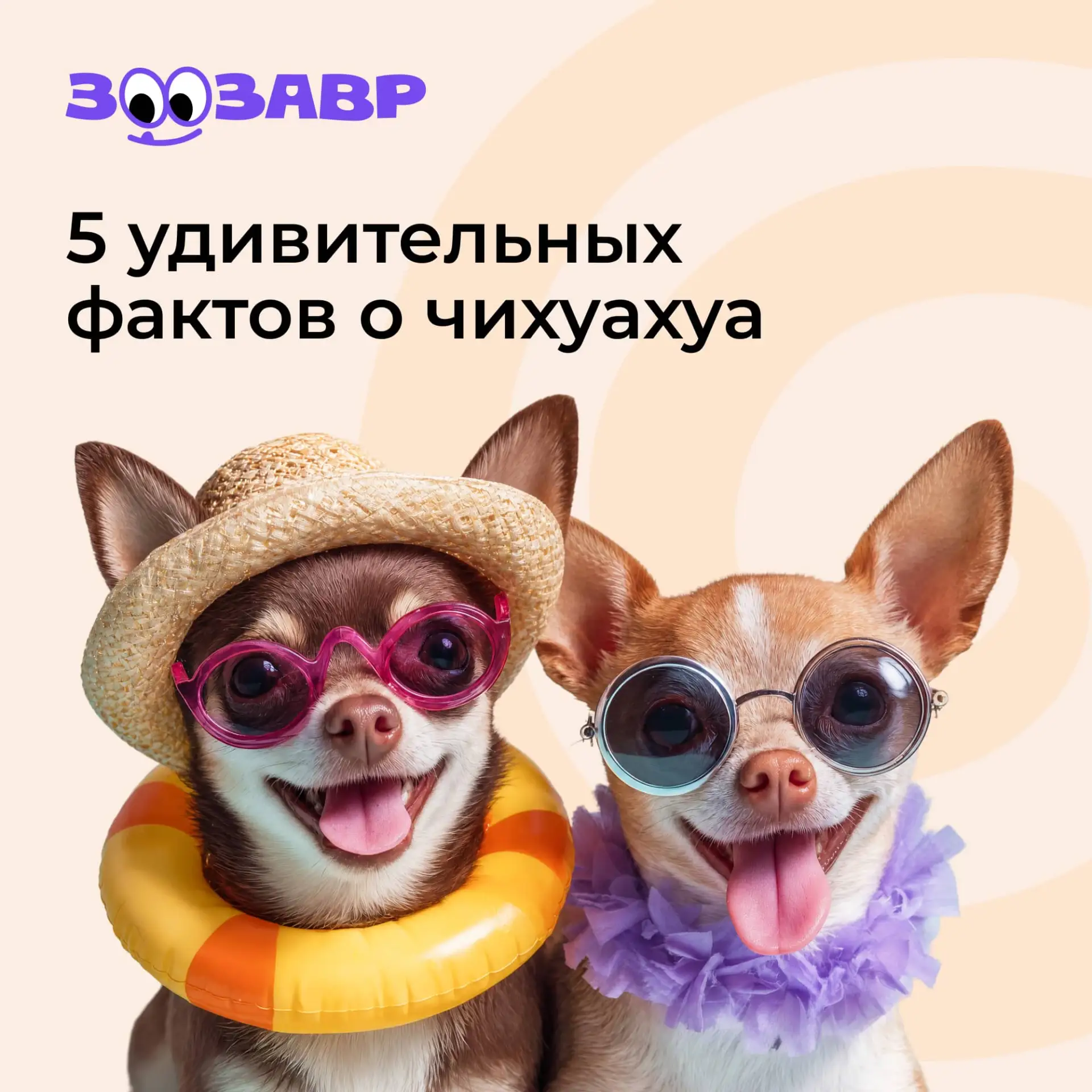 Чихуа — это самая маленькая порода собак!🐩Какие факты о них узнали впервые?