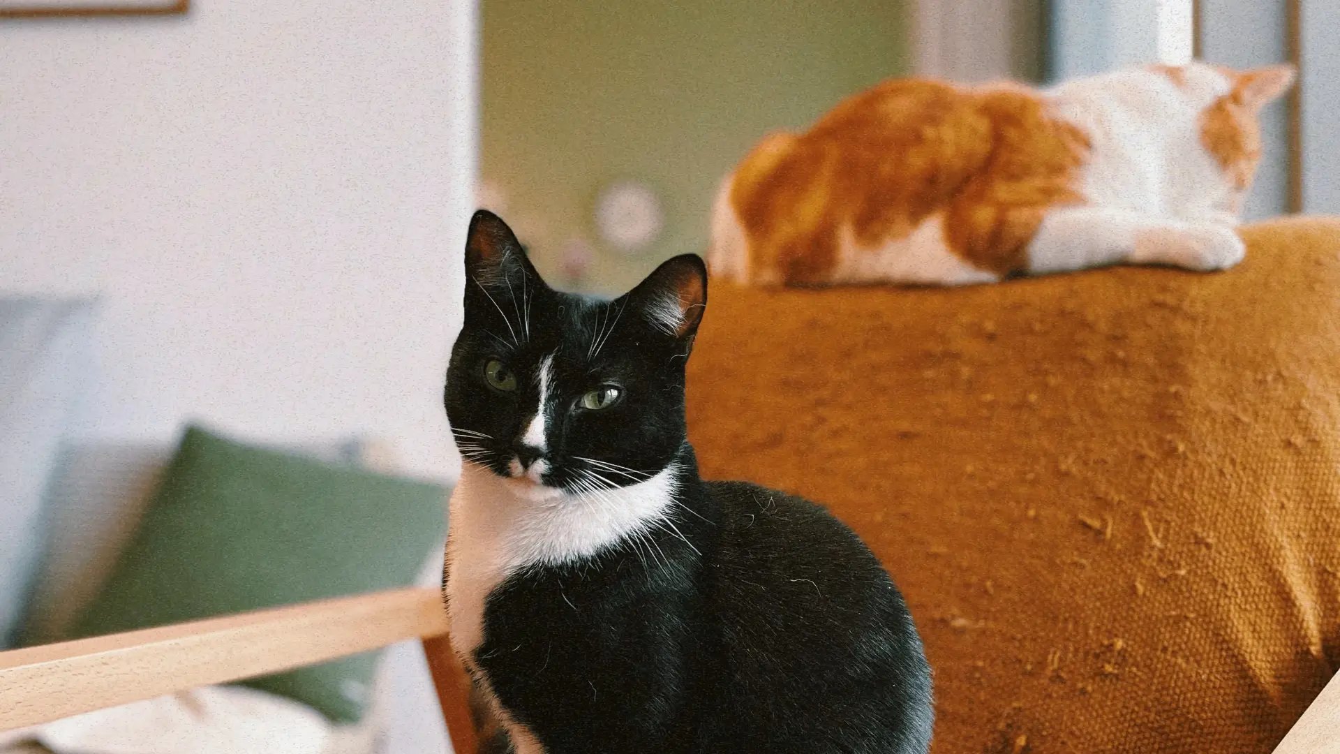 Кошка просит ласки не только мурлыканьем 🐈

Животные редко требуют внимания прямо, но у них есть це