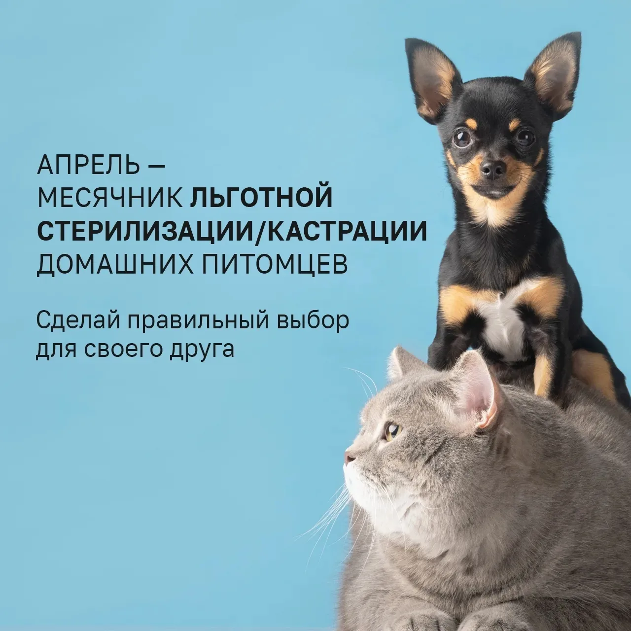 В Удмуртии 1 апреля стартует весенний месячник льготной стерилизации домашних питомцев.

 В течение 