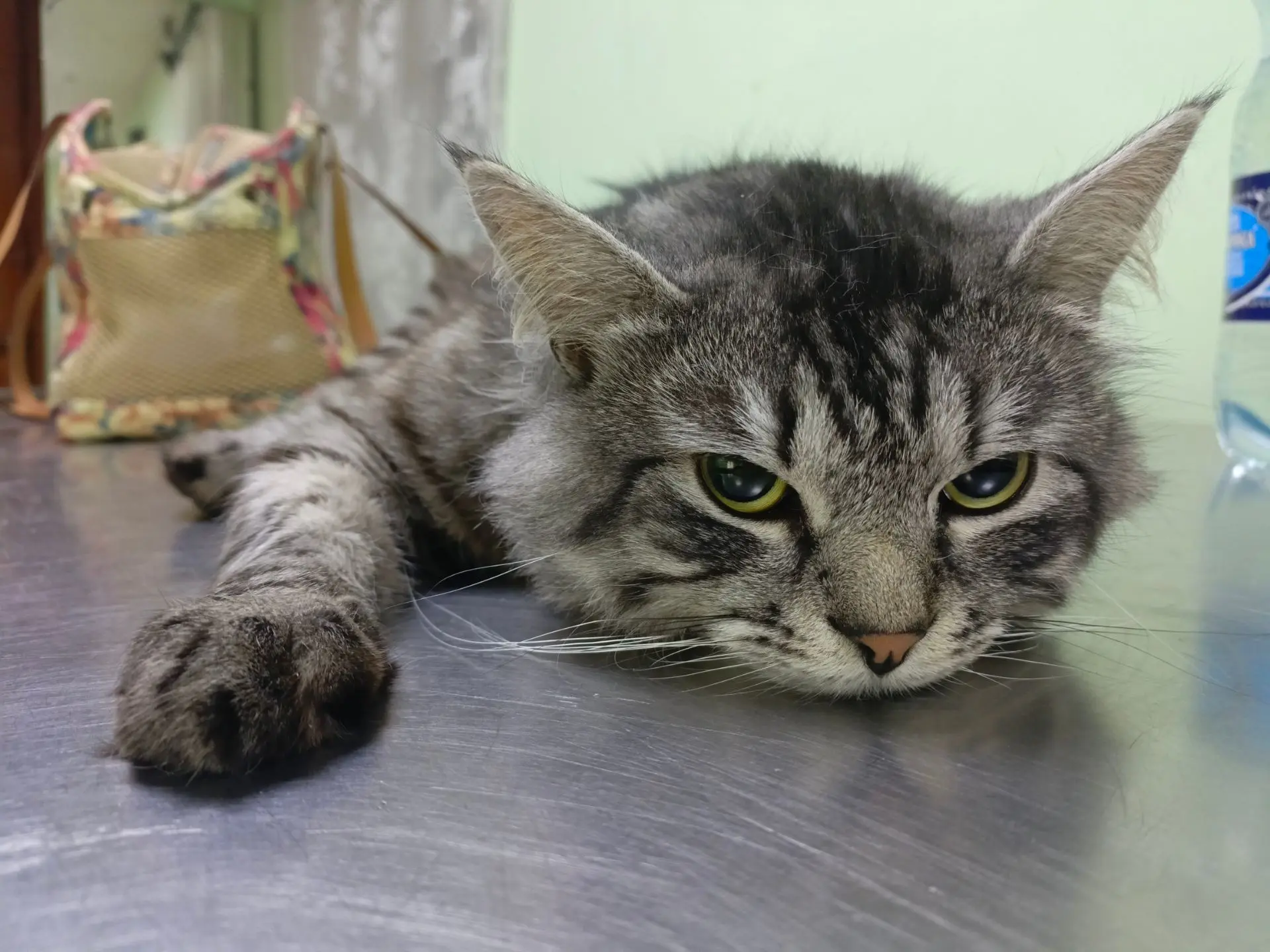Сегодня успешно провели кастрацию для одного очень грозного красавца! 🐾
Берегите своих питомцев, а 