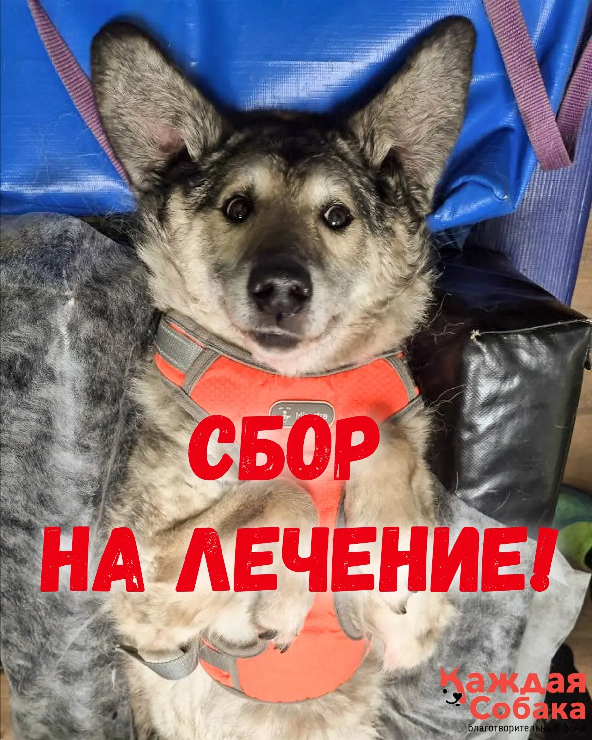 Собираем деньги на лечение! 🙏 

Хорошо, когда лечение становится рутиной, а не форс-мажором. Меньше