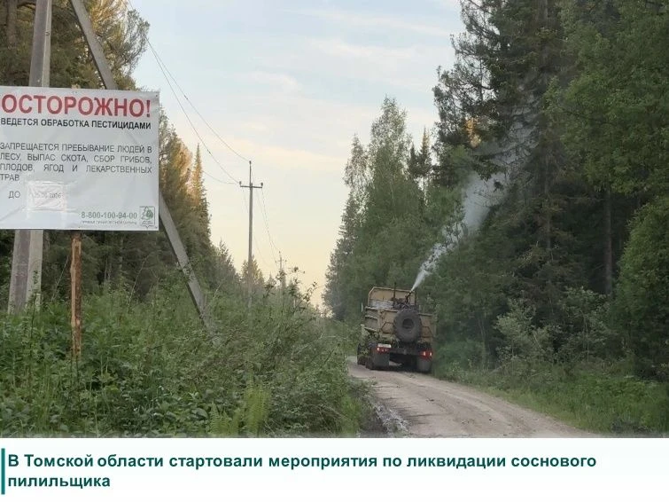 В Томской области специалисты приступили к плановым работам по защите кедровников от опасного вредит
