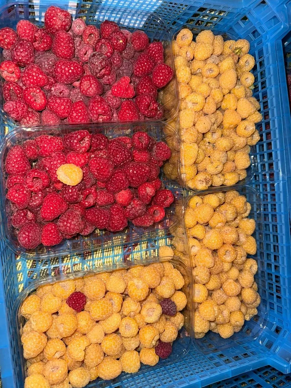 Завтра собираем малину!! 🍓 800р/кг 🚚
Первая как правило крупная!! ✨
Пишемся!!! 📱👋