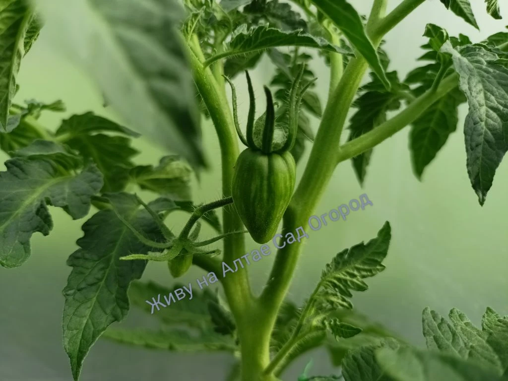 🍅Первые завязи в тепличке.
Вторые кисти на бутонах, а некоторые уже цветут.

На 5 разных сортах  за