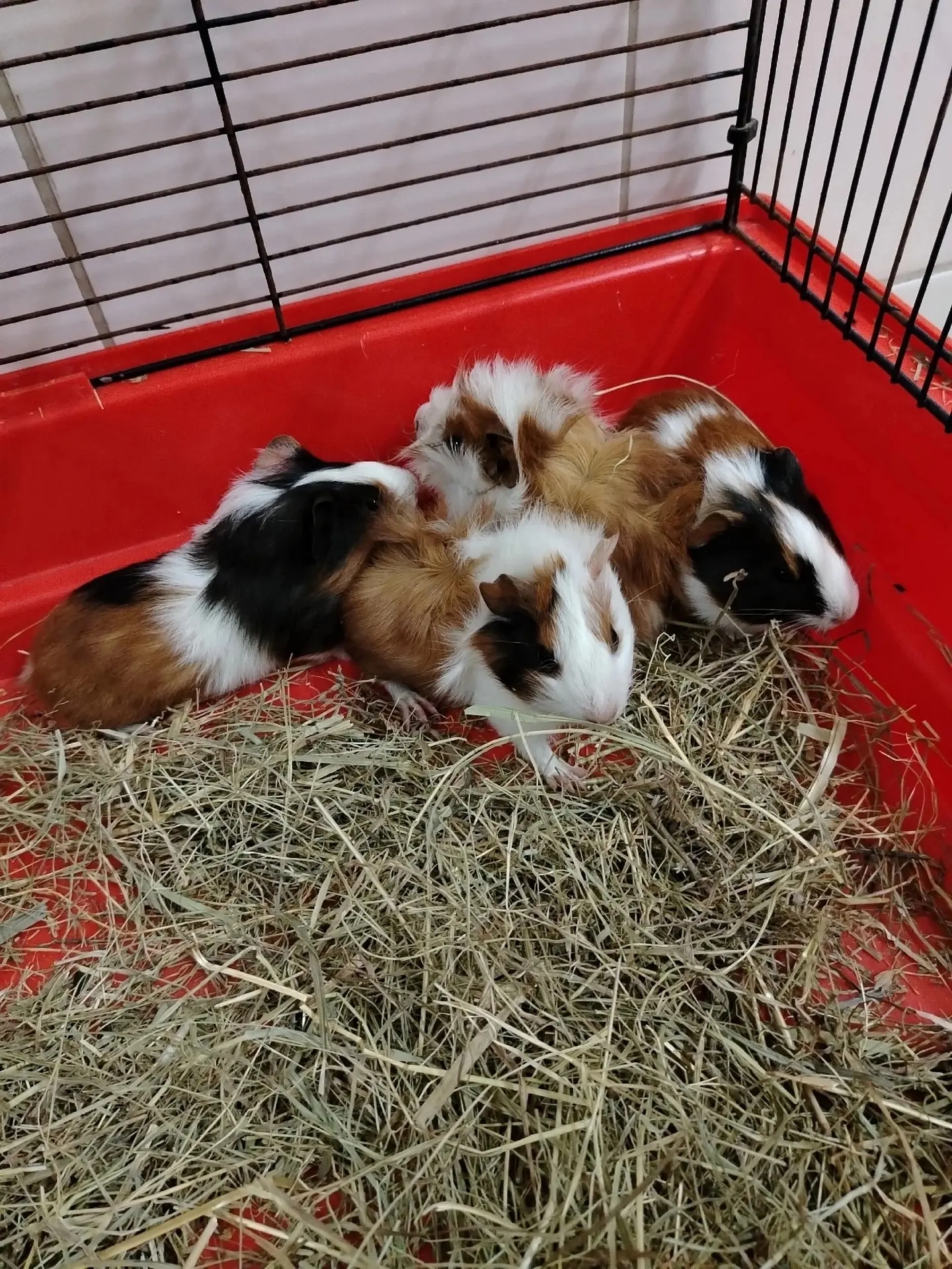 Новые жители детско-подросткового отделения 🐹

В детско-подростковом отделении появились новые пуши